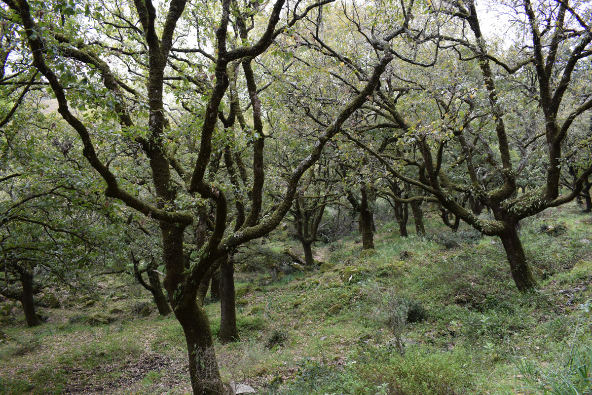 Foto: Andrés V. Pérez Latorre Foto: Andrés V. Pérez Latorre